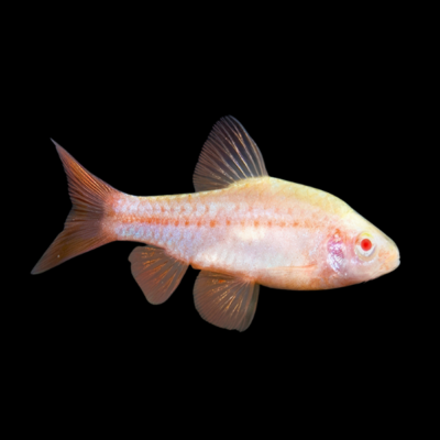 30 x Albino Cherry Barb 2,5-3cm