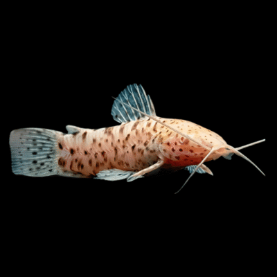 10 x Albino Hoplo Catfish 4cm