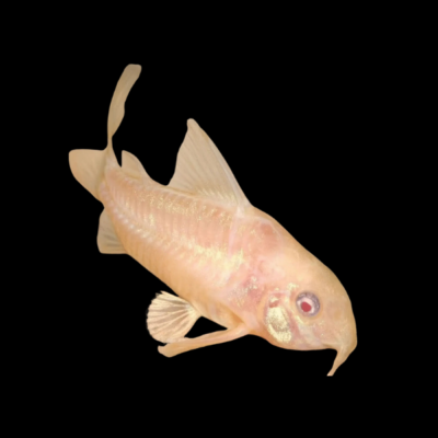 30 x Albino Peppered Corydoras 2,5-3cm