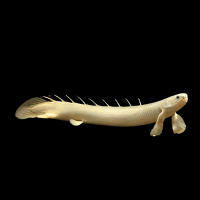 10 x Albino Senegal Bichir 6cm