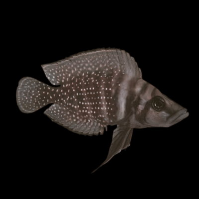 10 x Lamprologus Calvus Black 4cm