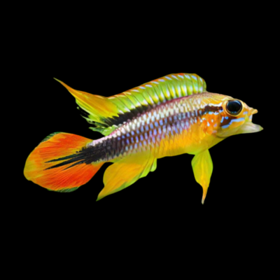 10 x Apistogramma Agassizii 4cm