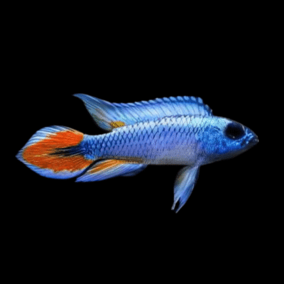 10 x Apistogramma Agassizi Blue Flame 4cm