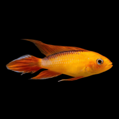 10 x Apistogramma Agassizi Fire Gold 4cm