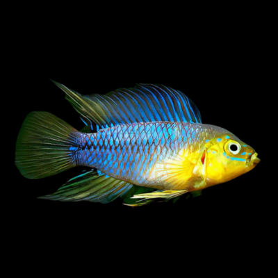 10 x Apistogramma Borelli 4cm
