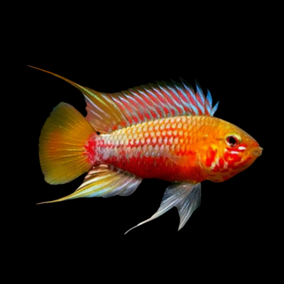 10 x Apistogramma Hongsloi 4cm