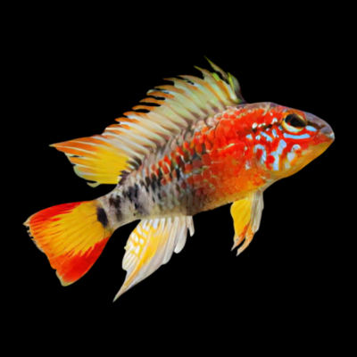 10 x Apistogramma Macmasteri 4cm