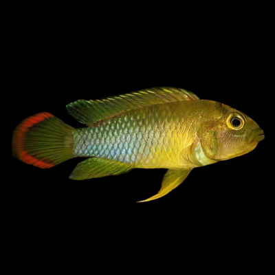 10 x Apistogramma Nijsseni 4cm