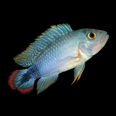 10 x Apistogramma Pandourini 4cm