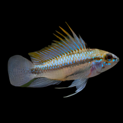 10 x Apistogramma Trifasciatus 4cm