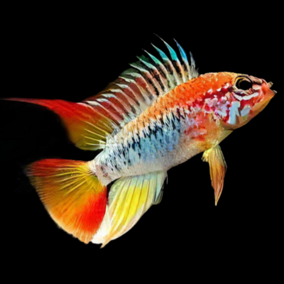 10 x Apistogramma Viejeta 4cm