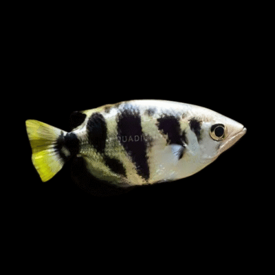 6 x Archer Fish 5cm