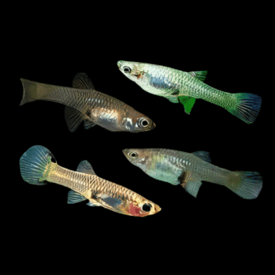 30 x Assorted Female Endler Guppy 2.5cm