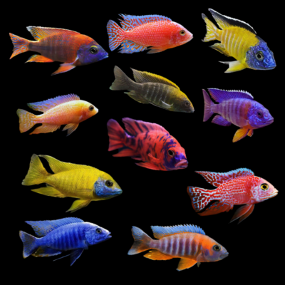 10 x Assorted Aulonocara 7-9cm