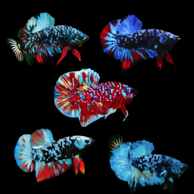 10 x Assorted Avatar Plakat Male Betta XL