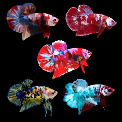10 x Assorted Koi Plakat Male Betta XL