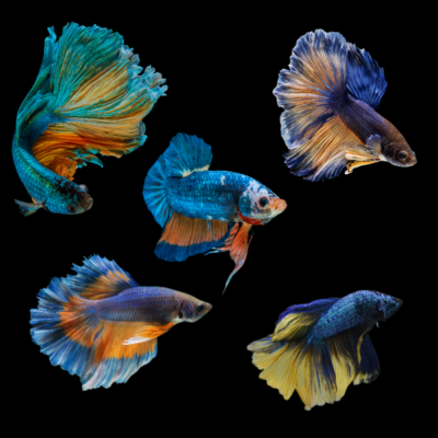 10 x Assorted Mustard Gas Male Betta XL