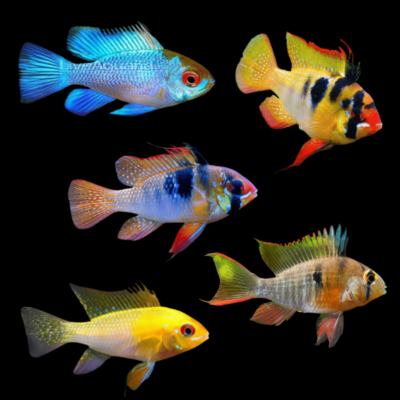 20 x Assorted Ram Cichlid 3cm