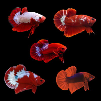 10 x Assorted Red Hellboy Red Male Betta XL