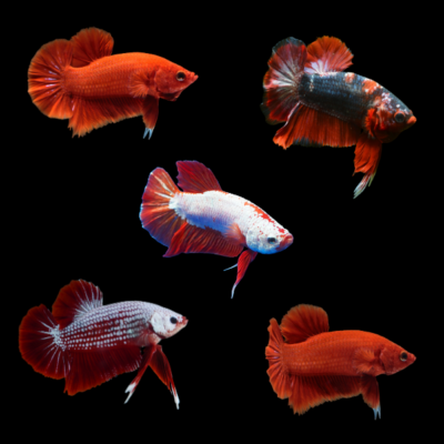 10 x Assorted Super Red Plakat Male Betta XL