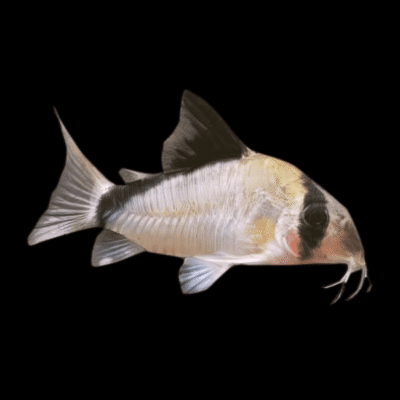 10 x Metae Corydoras 3cm