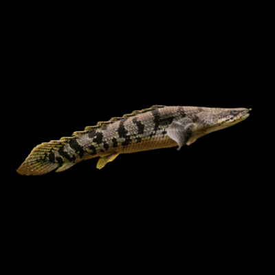 10 x Delhezi Bichir 6cm