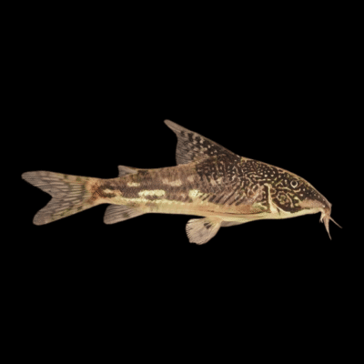 10 x Barbatus Corydoras 3cm