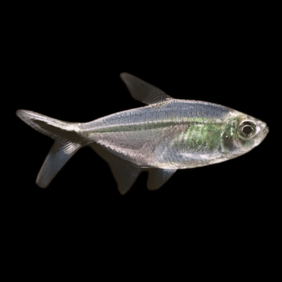 30 x Black Line Tail Tetra 3-4cm