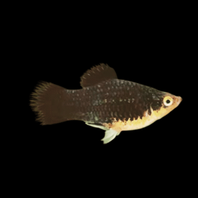30 x Black Platy 3-4cm