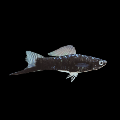 30 x Black Swordtail 4-5cm
