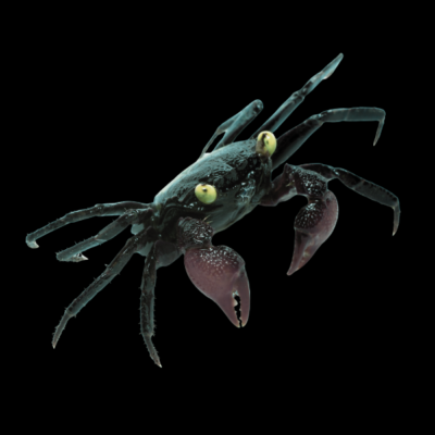 5 x Black Vampire Crab 4cm