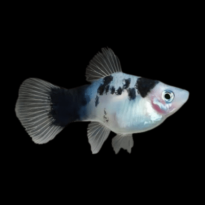 30 x Black and White Platy 3-4cm
