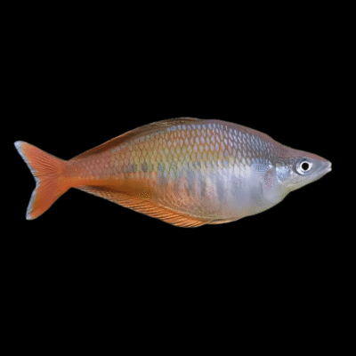 20 x Blehers Rainbow Fish 4cm