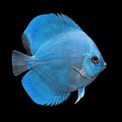 1 x Blue Diamond Discus 13cm