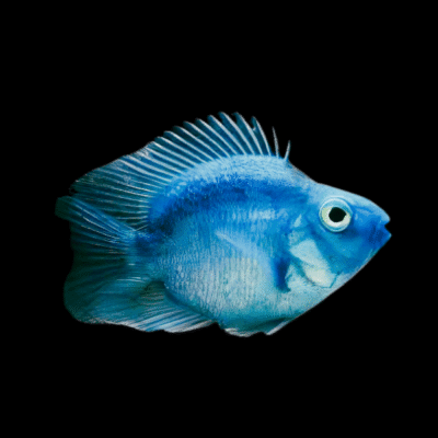 10 x Blue Parrot Fish Hybrid 5cm