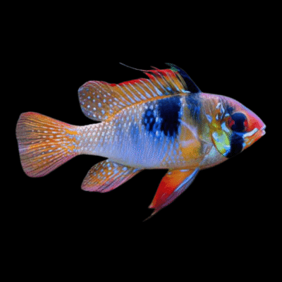 10 x Blue Ram Cichlid 4cm