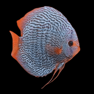 1 x Blue Snakeskin Discus 13cm