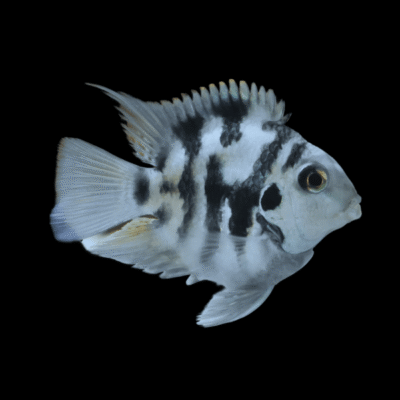 10 x Blue Tiger Parrot Hybrid 5cm