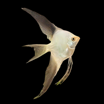 10 x Bulgarian Seal Point Angelfish 4cm