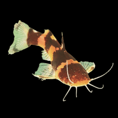 15 x Bumble Bee Catfish