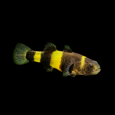 25 x Bumble Bee Goby 3cm