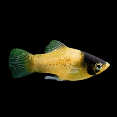 30 x Bumble Bee Platy 3-4cm