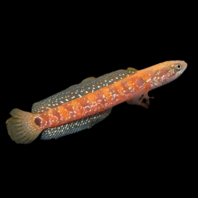 10 x Asiatica Snakehead 7cm
