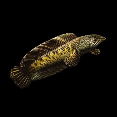 10 x Golden Cobra Snakehead 10cm