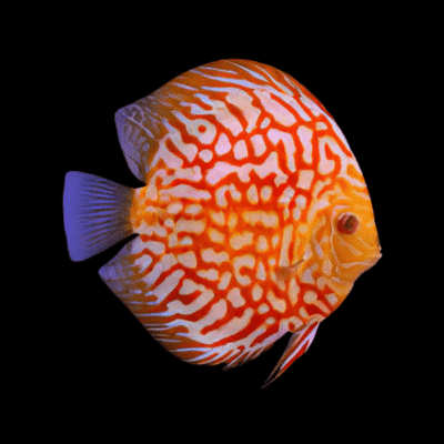 1 x Red Checkerboard Discus 13cm