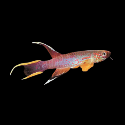 30 x Australe Lyretail Panchax 3cm