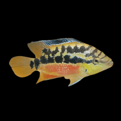 10 x Salvini Cichlid 5cm