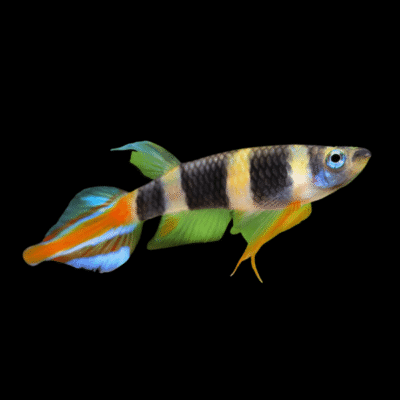 50 x Clown Killiifish 1-2cm