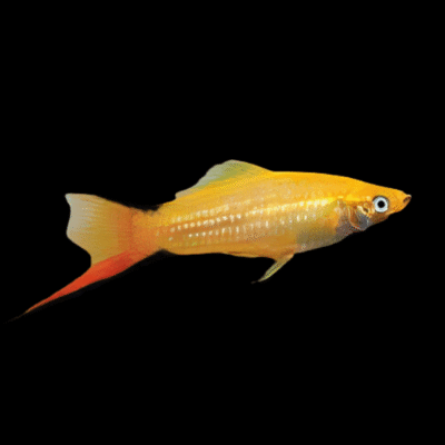 30 x Comet Swordtail 4-5cm