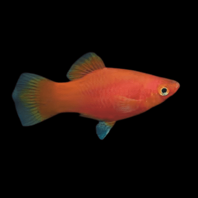 30 x Coral Red Platy 3-4cm